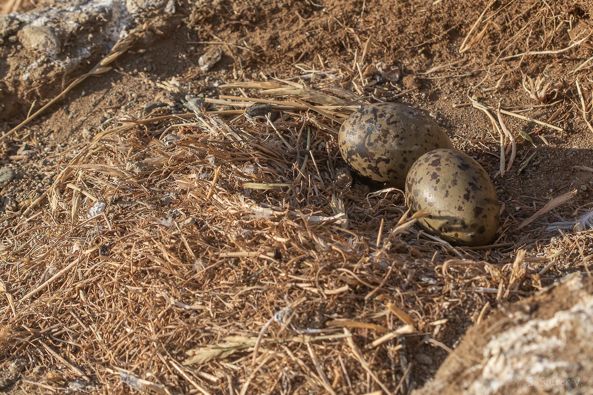 Dolphin Gull - ML647711638