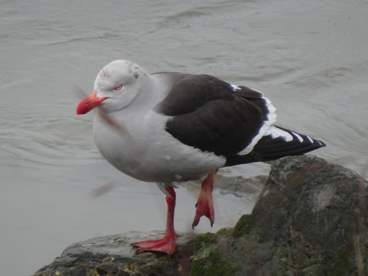 Dolphin Gull - ML647711664