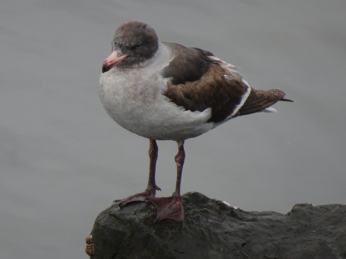 Dolphin Gull - ML647711665