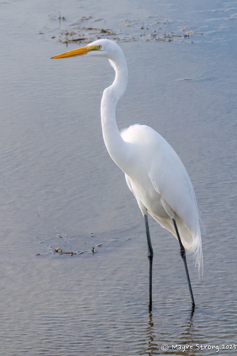 Great Egret - ML647711682