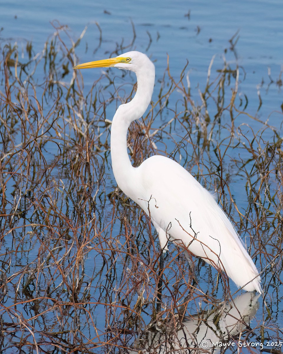 Great Egret - ML647711683