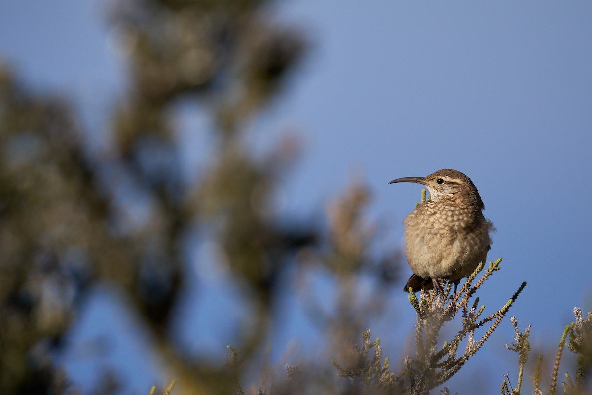 Scale-throated Earthcreeper - ML647711689