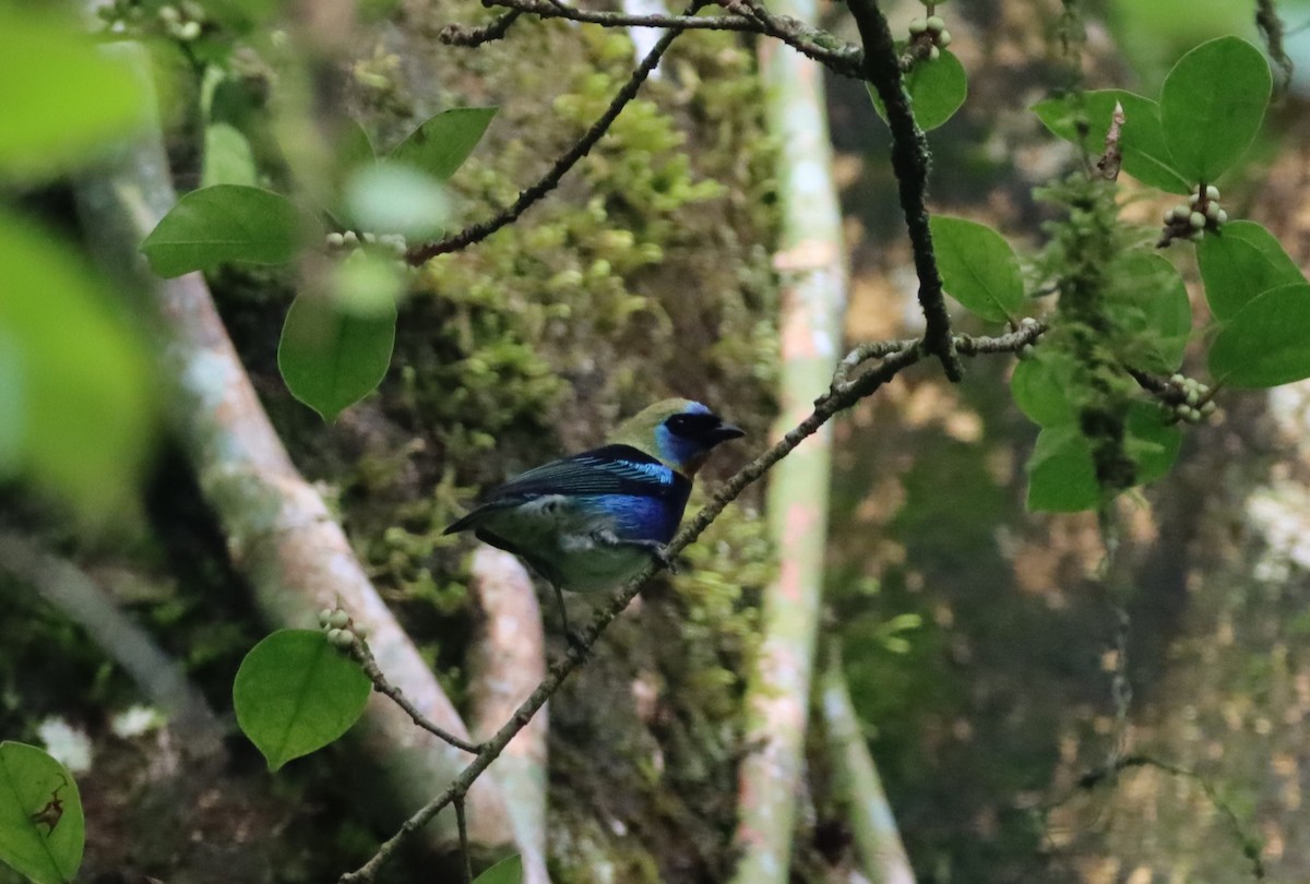 Goldscheiteltangare - ML647711710