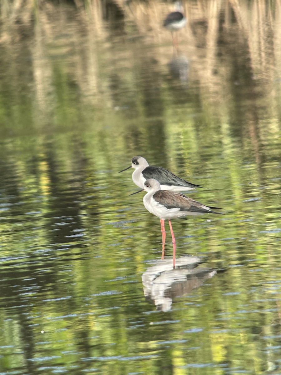 高蹺鴴 - ML647711714