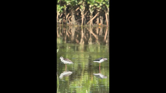 Cigüeñuela Común - ML647711715