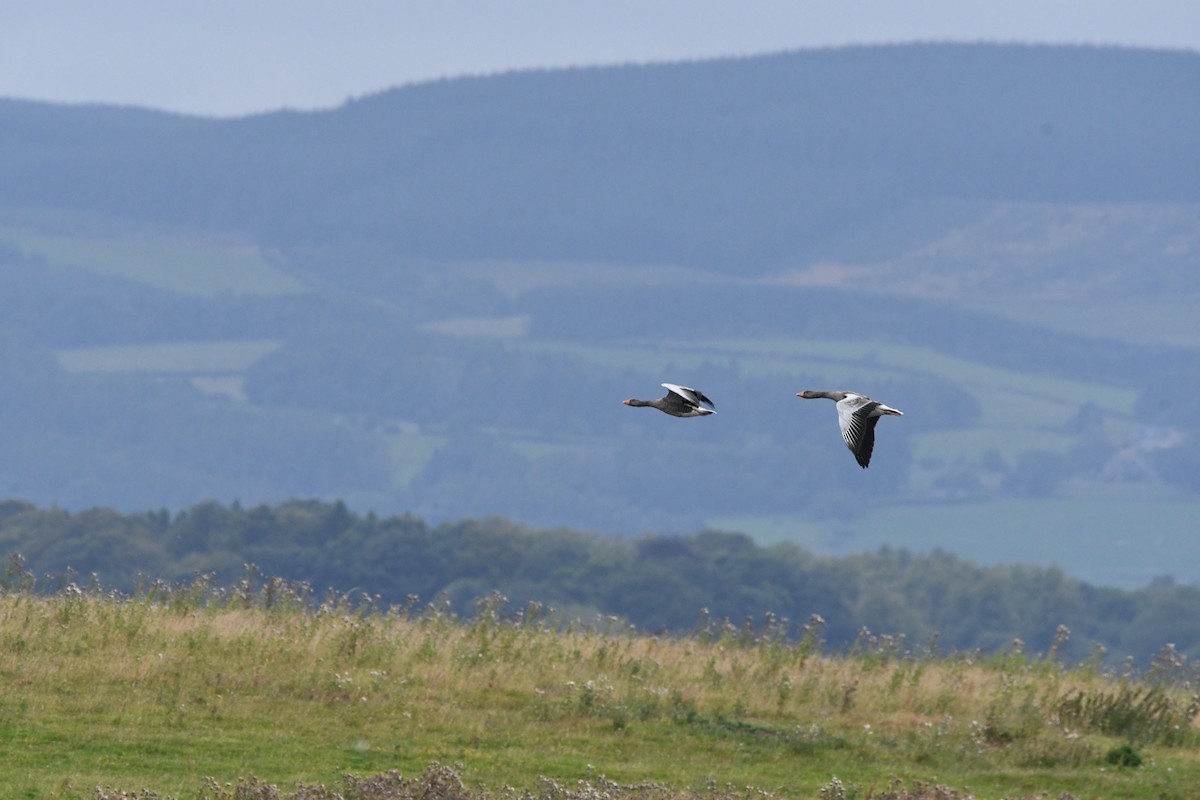 Oie cendrée (anser) - ML647711716