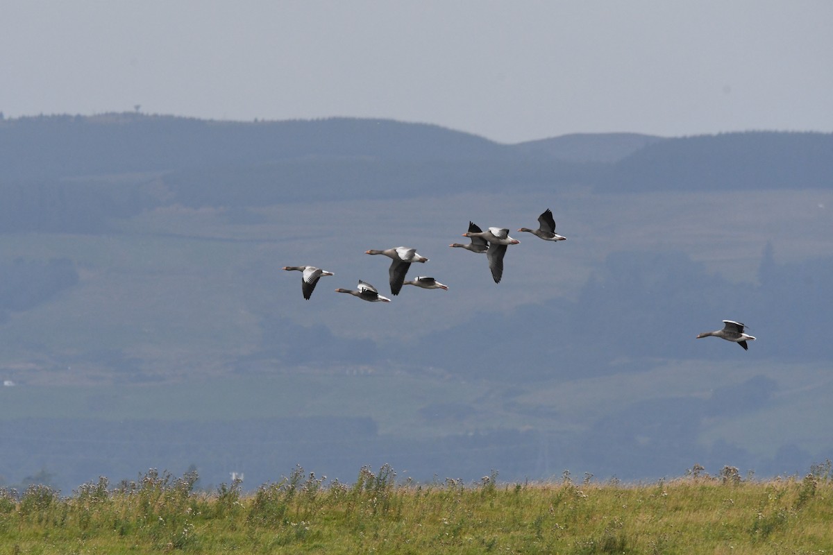 Oie cendrée (anser) - ML647711717