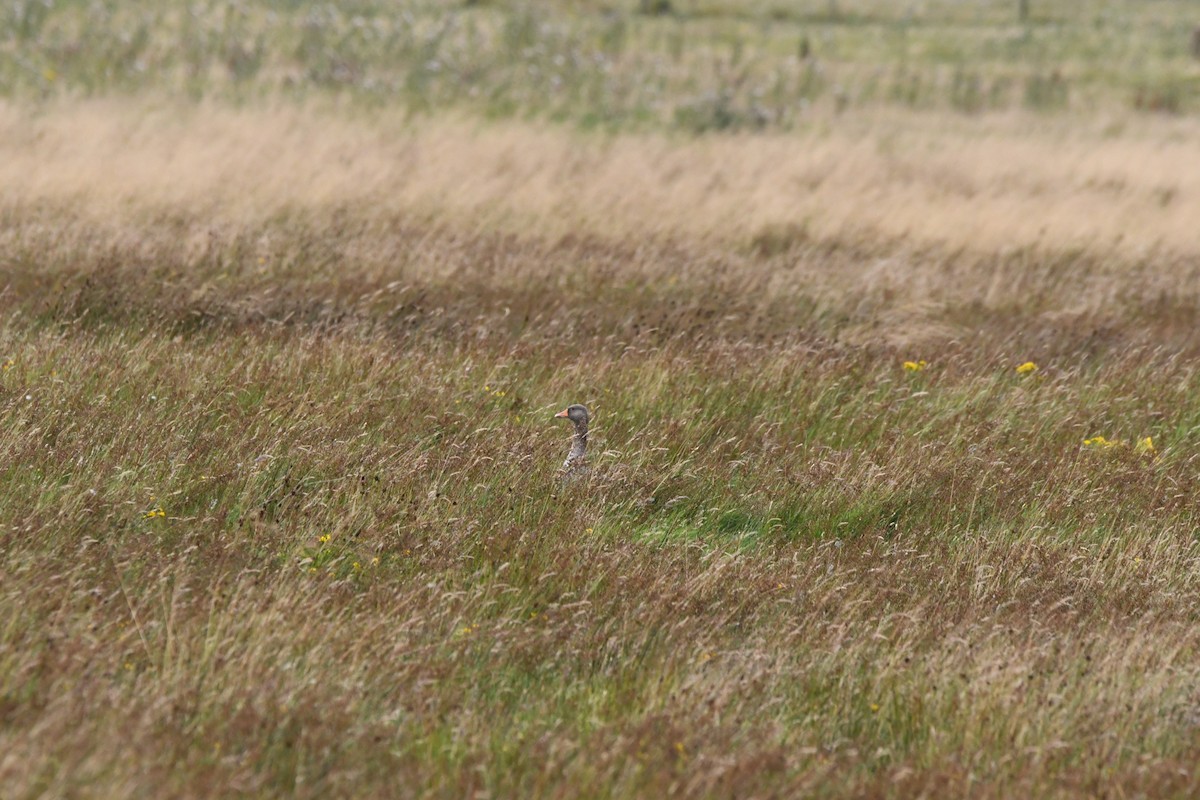 Oie cendrée (anser) - ML647711718