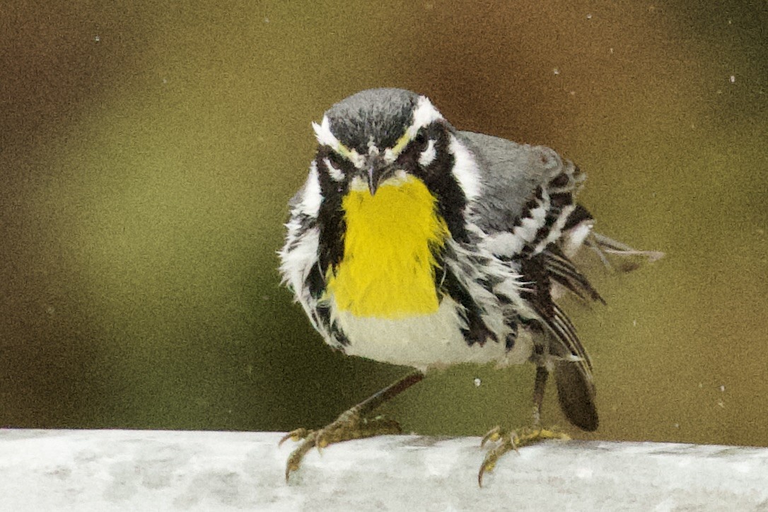 Goldkehl-Waldsänger - ML647711721