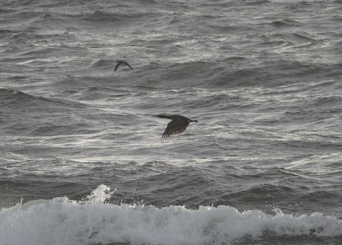 kormorán velký - ML647711764