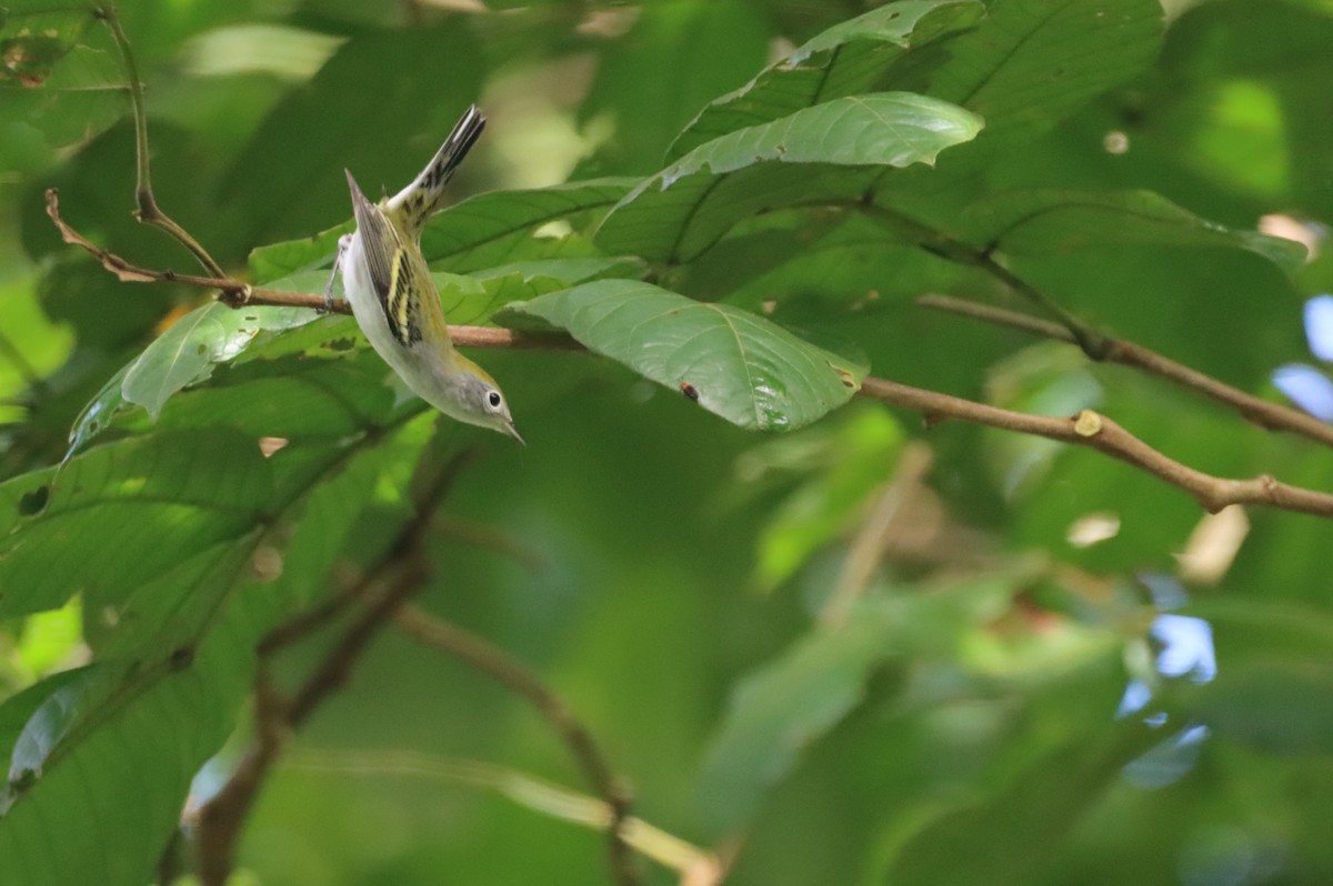Chestnut-sided Warbler - ML647711771