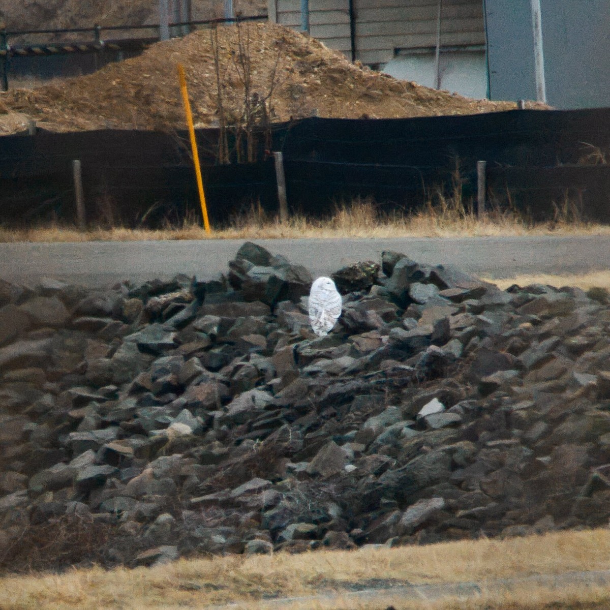 Snowy Owl - ML647711774