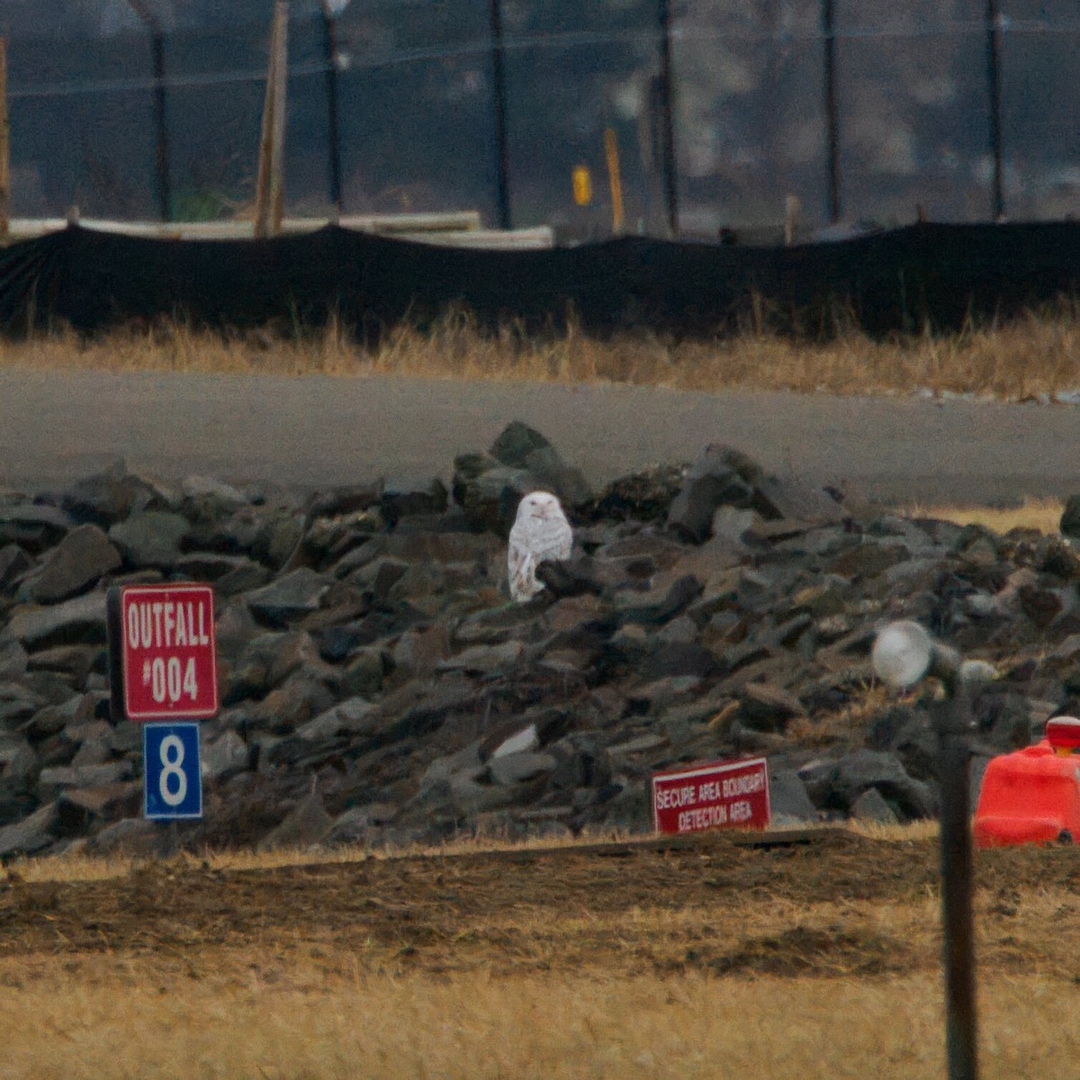 Snowy Owl - ML647711775