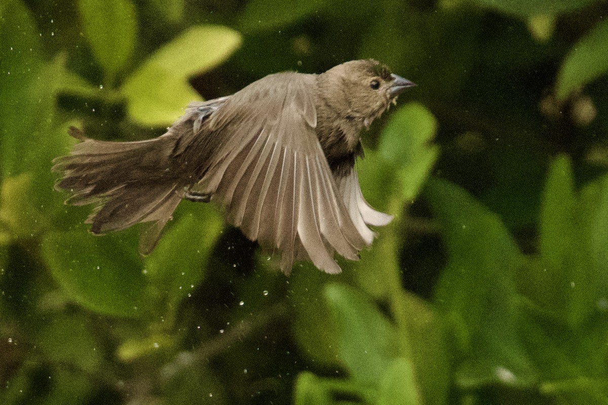 Brown-headed Cowbird - ML647711798