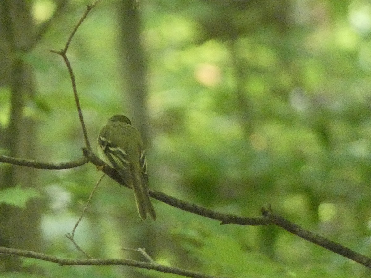 Acadian Flycatcher - ML647711829