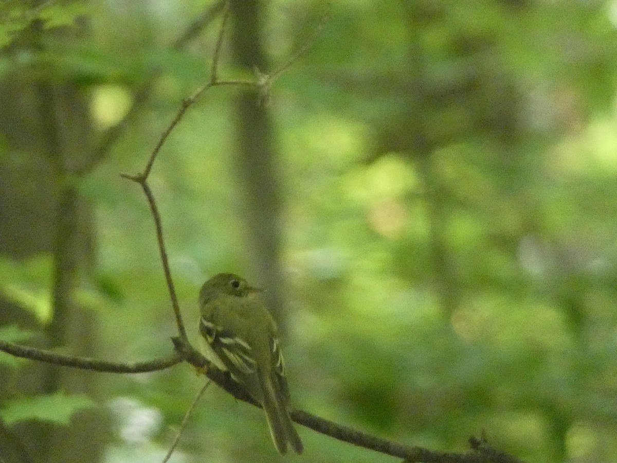 Acadian Flycatcher - ML647711842