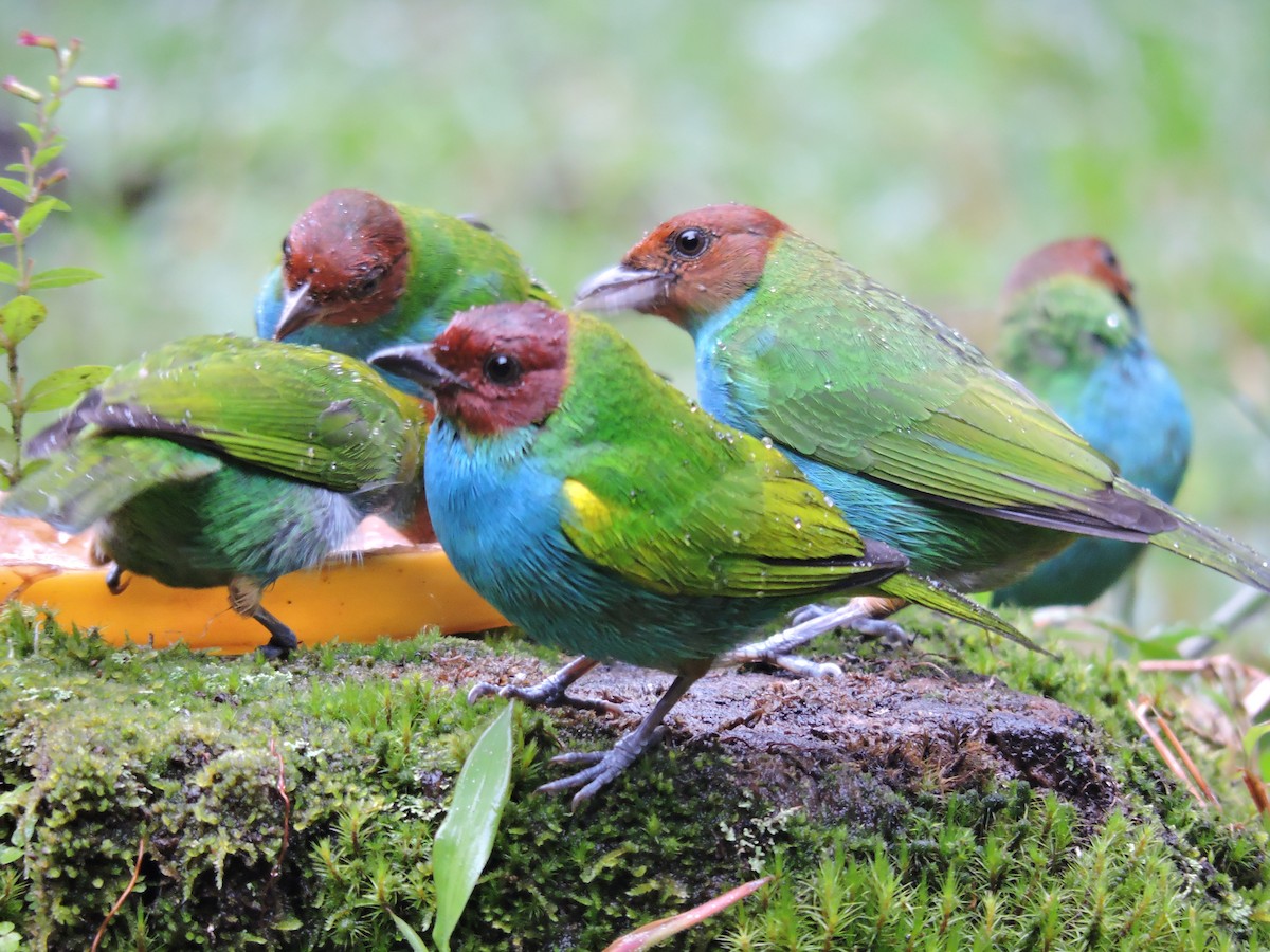 Tangara Cabecibaya - ML647711860