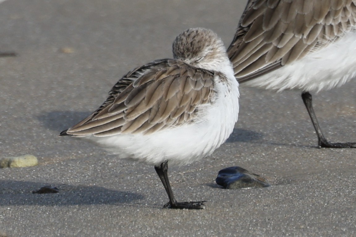 Western Sandpiper - ML647711878