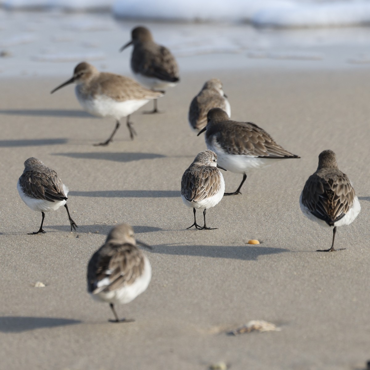 Western Sandpiper - ML647711880
