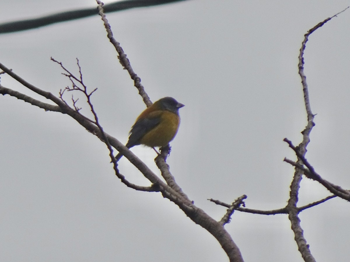 Patagonian Sierra Finch - ML647711889