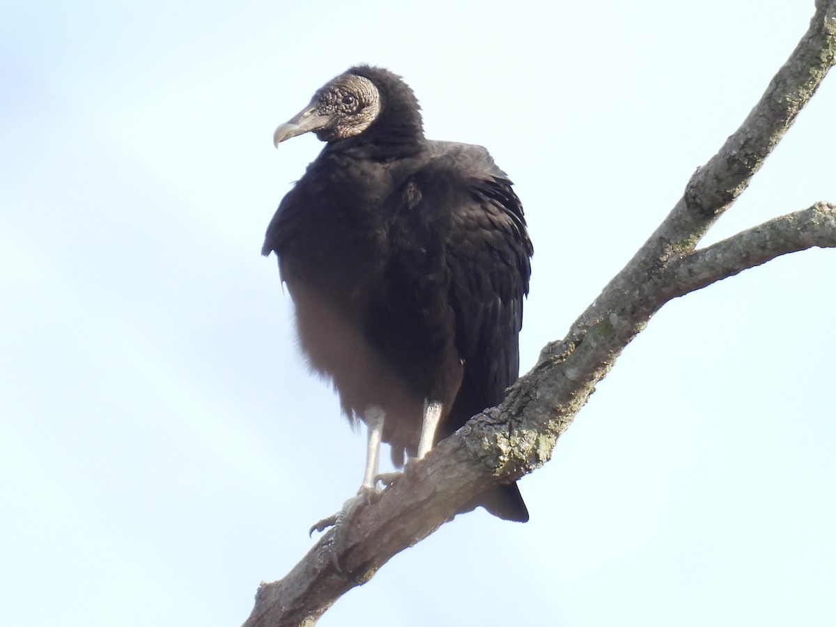 Black Vulture - ML647711910