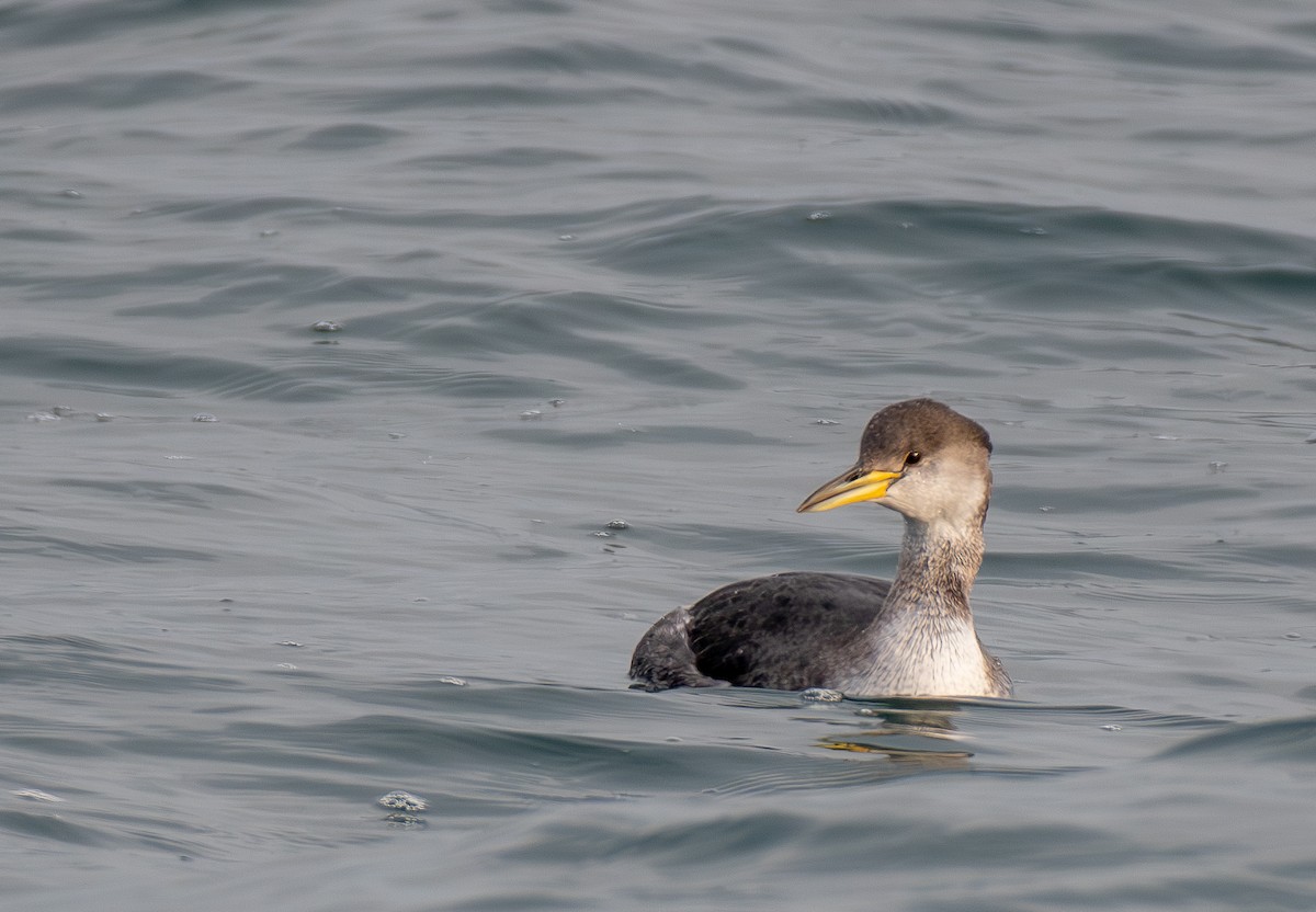 Red-necked Grebe - ML647711912