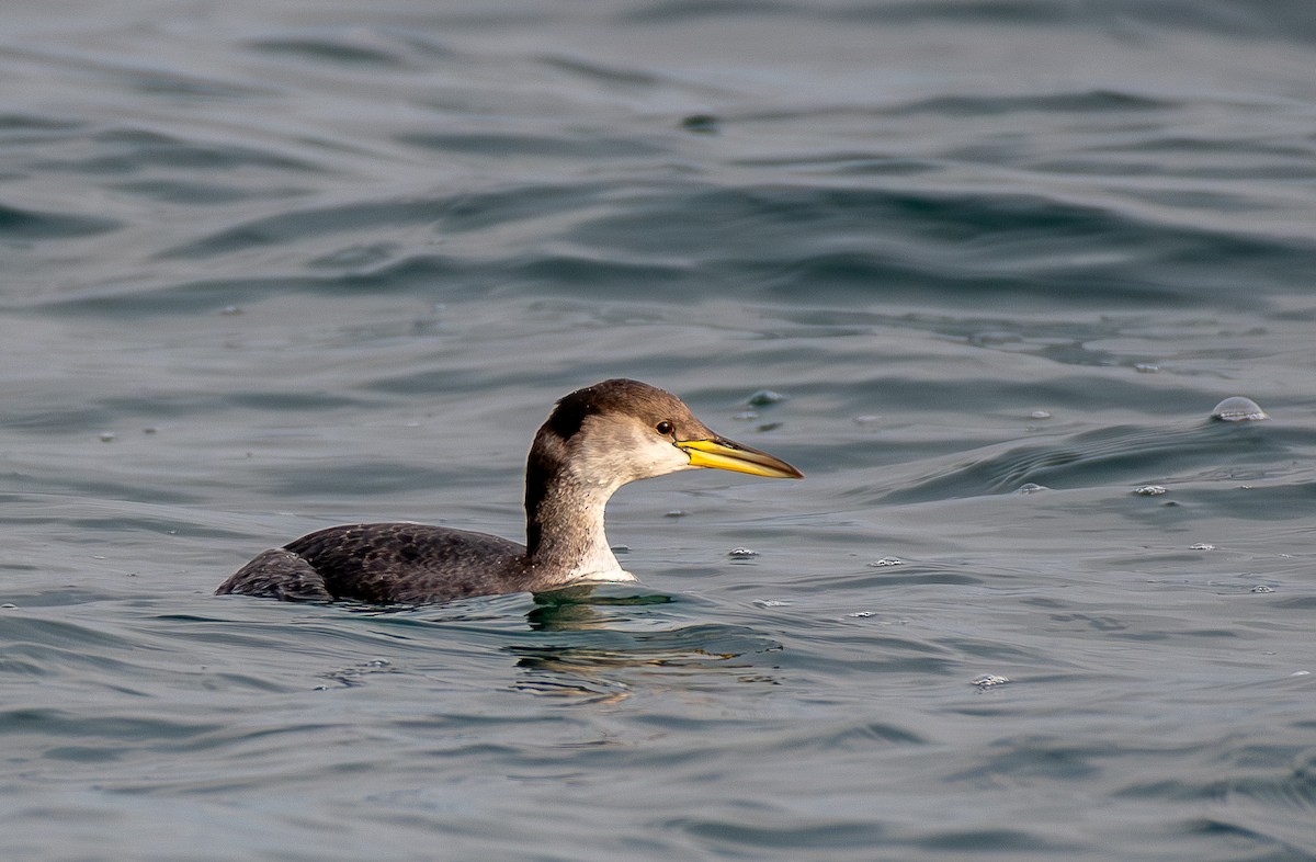 Red-necked Grebe - ML647711913