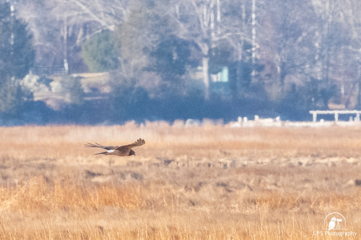 mørkmyrhauk - ML647711921