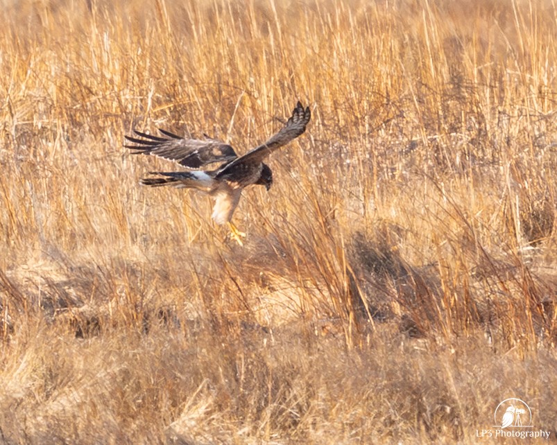 mørkmyrhauk - ML647711922