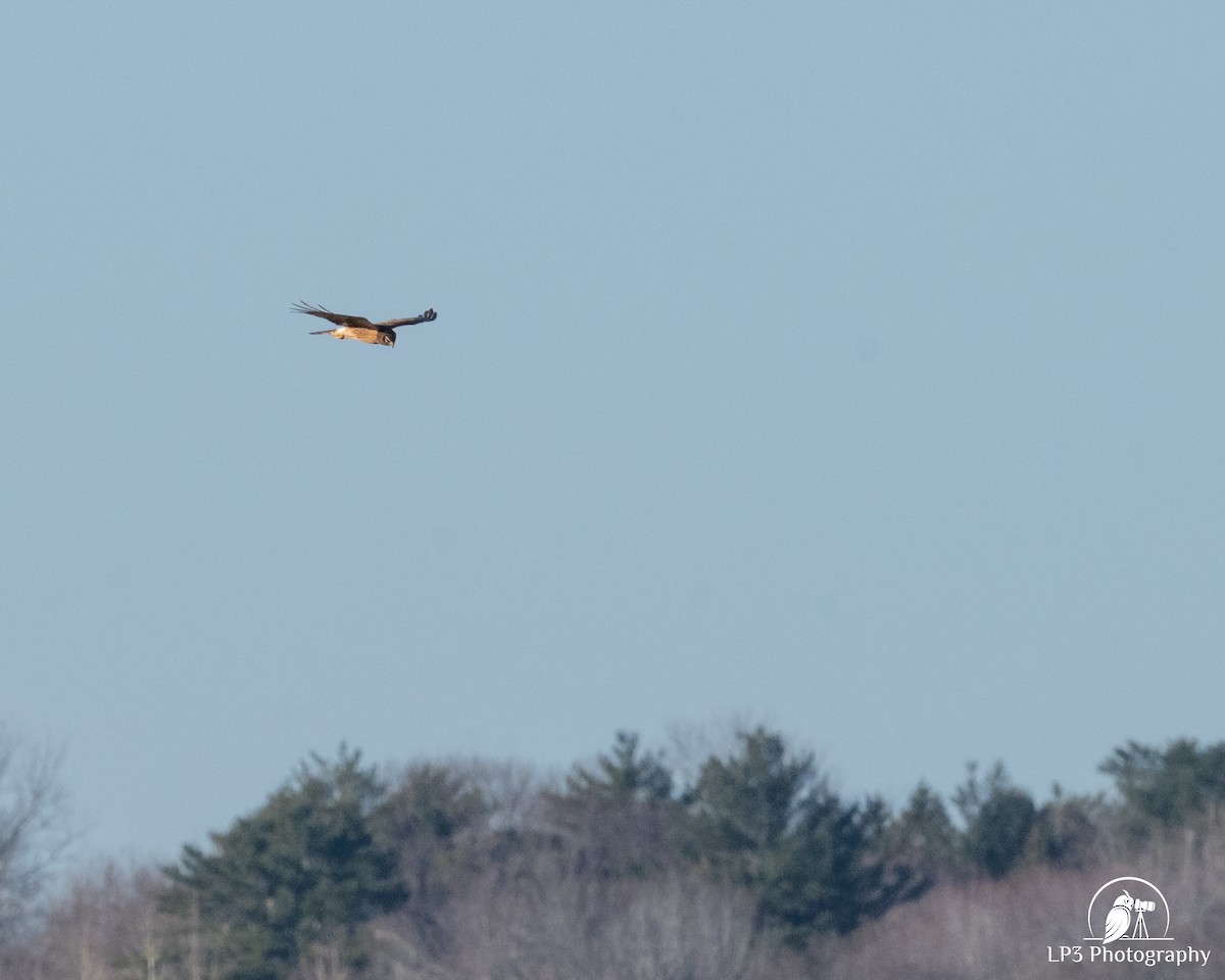 mørkmyrhauk - ML647711924