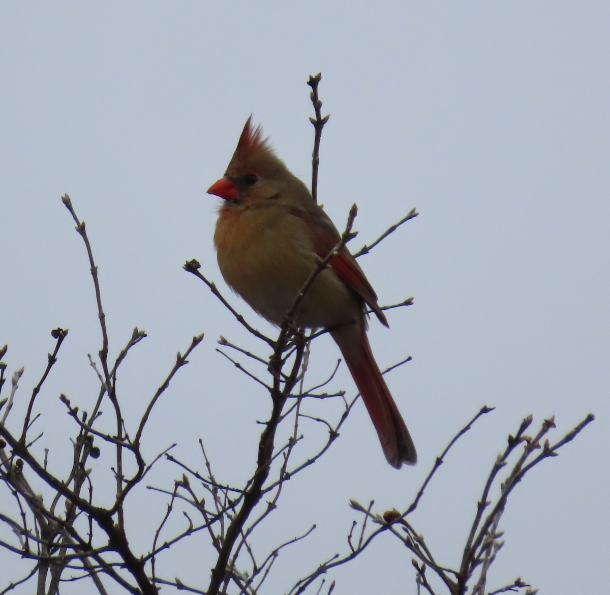 Northern Cardinal - ML647711929