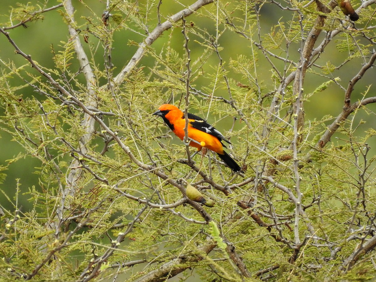 Altamira Oriole - ML647711930