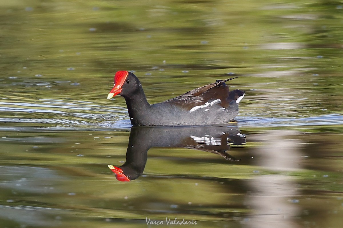 アメリカバン - ML647711933