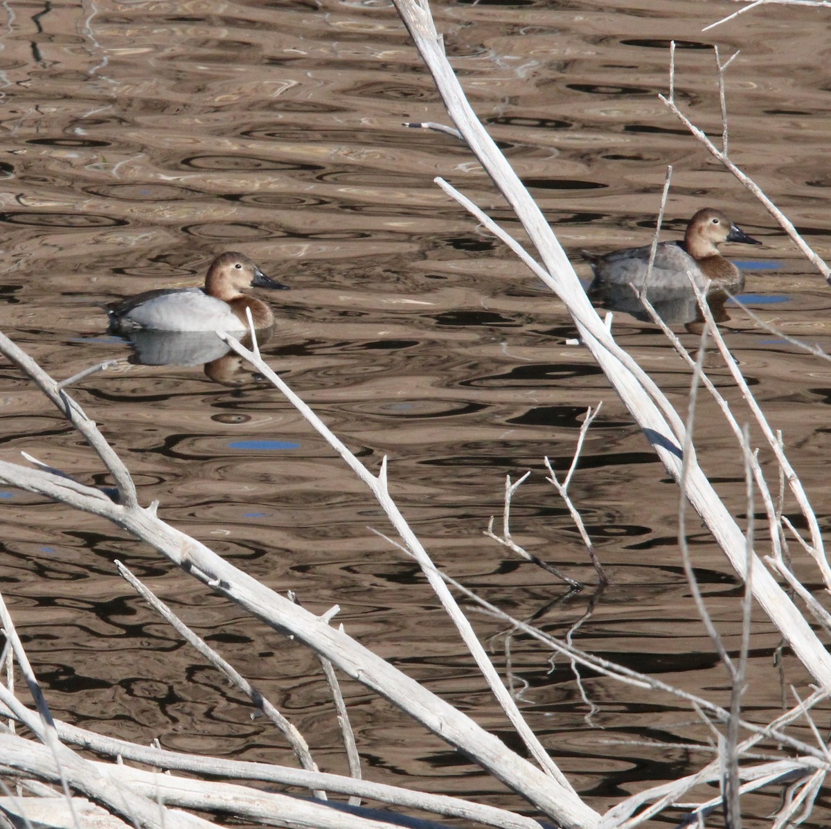 Fuligule à dos blanc - ML647711948