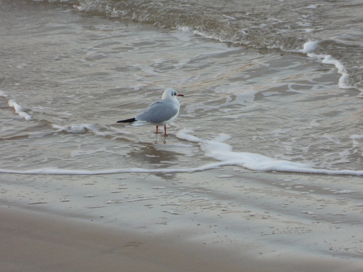 kormorán velký - ML647711972