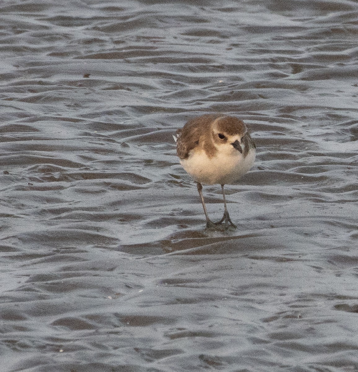 Tibetan Sand-Plover - ML647711979
