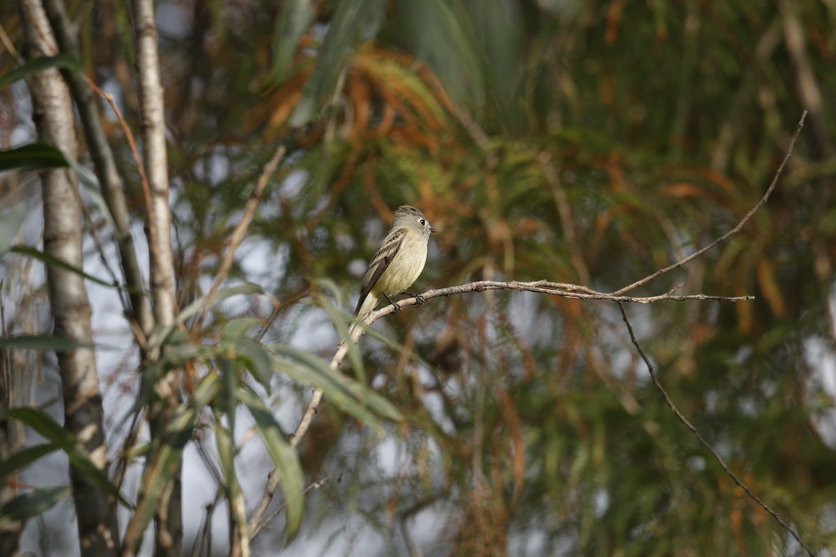 Hammond's Flycatcher - ML647711980