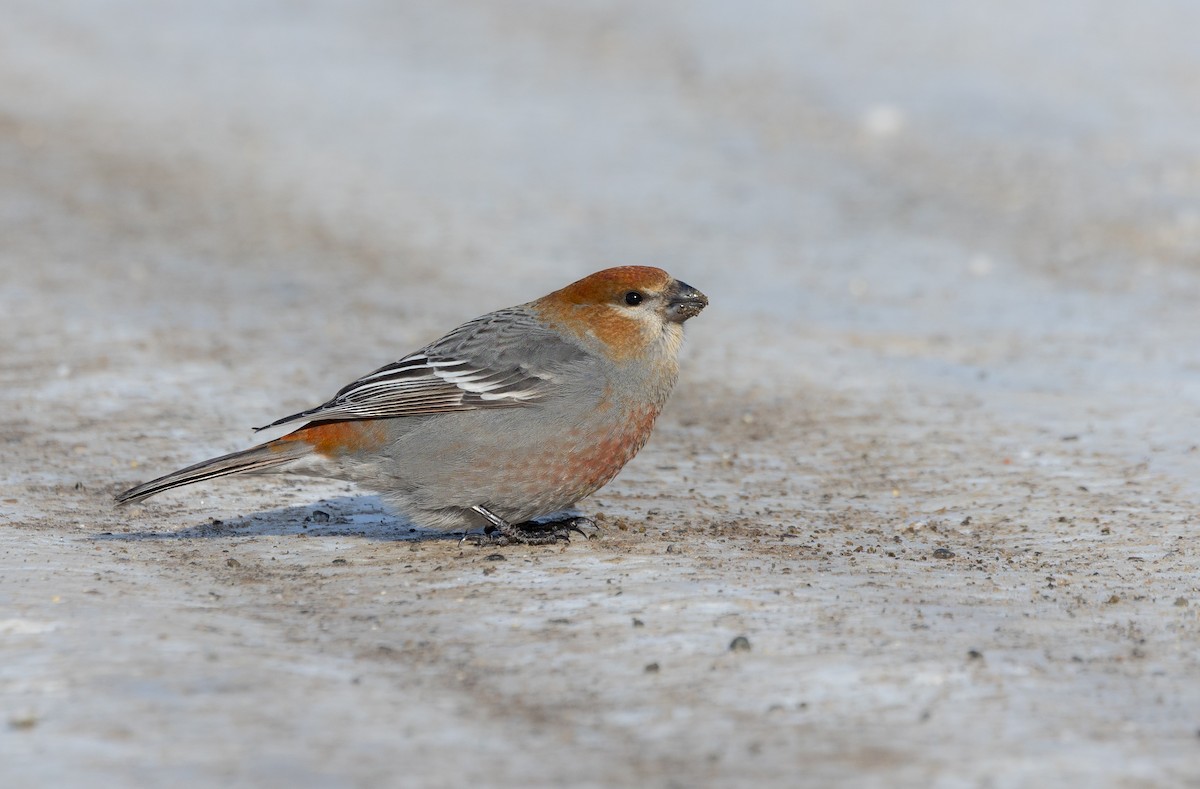 Hakengimpel - ML647711982