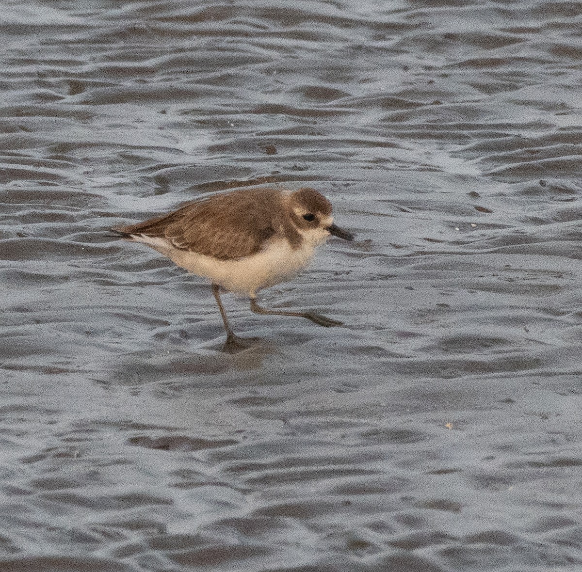Tibetan Sand-Plover - ML647711985