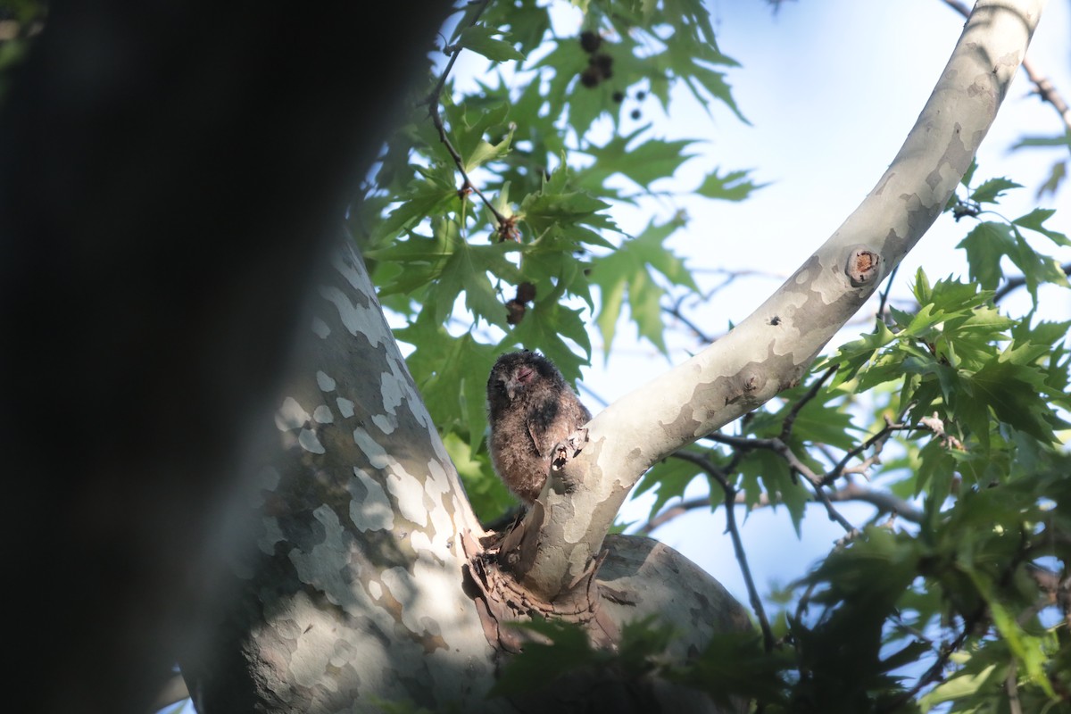 kattugle - ML647711992