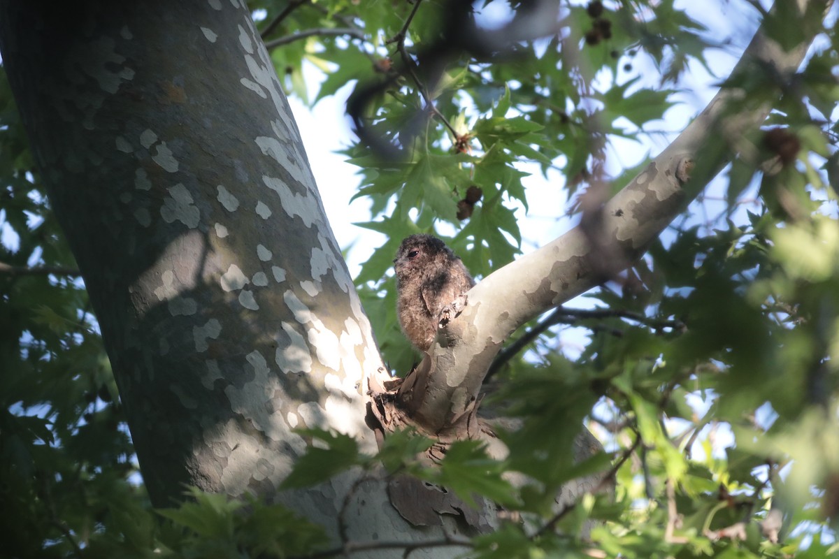 kattugle - ML647711998