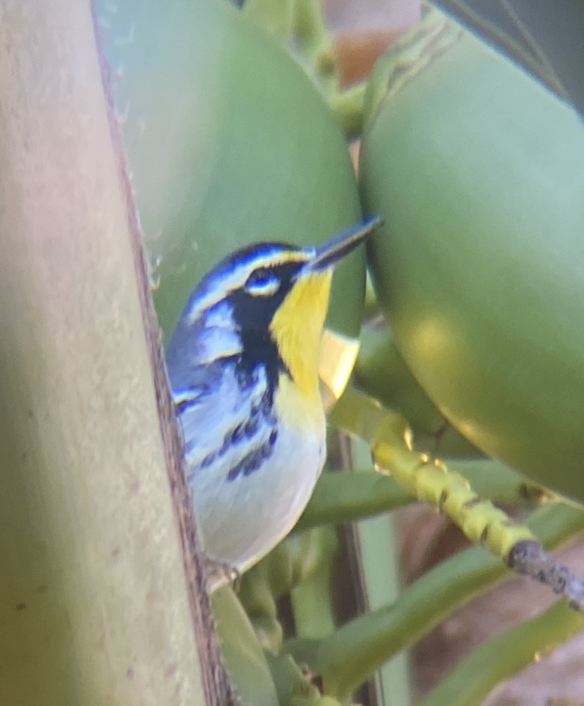 Goldkehl-Waldsänger - ML647712005