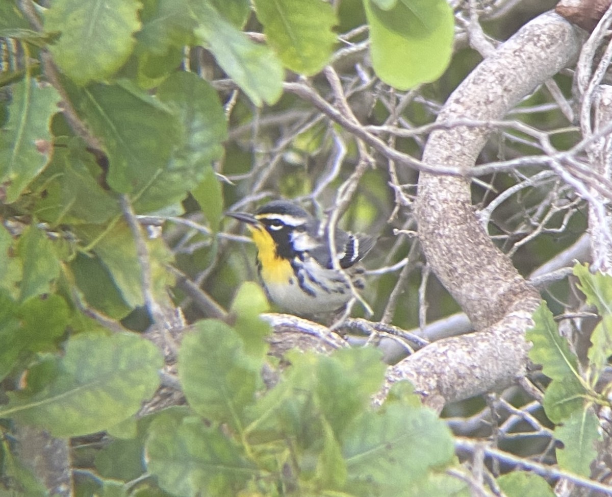 Goldkehl-Waldsänger - ML647712006