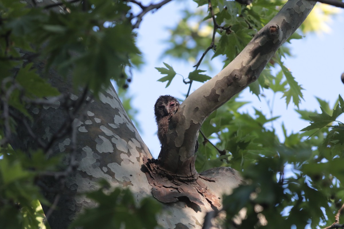 kattugle - ML647712011