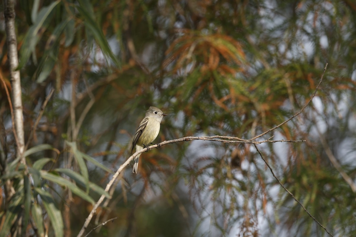 Hammond's Flycatcher - ML647712016