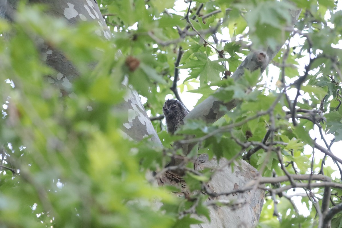 kattugle - ML647712017