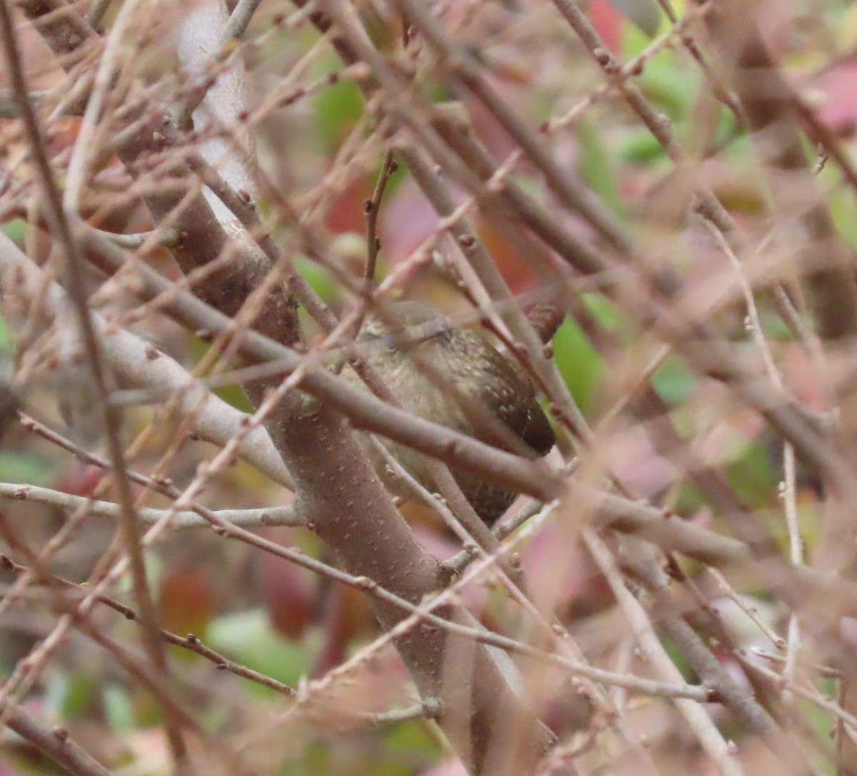 Winter Wren - ML647712025