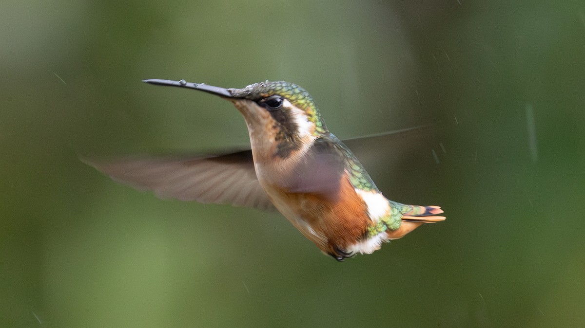 Ak Göbekli Ormanyıldızı - ML647712055