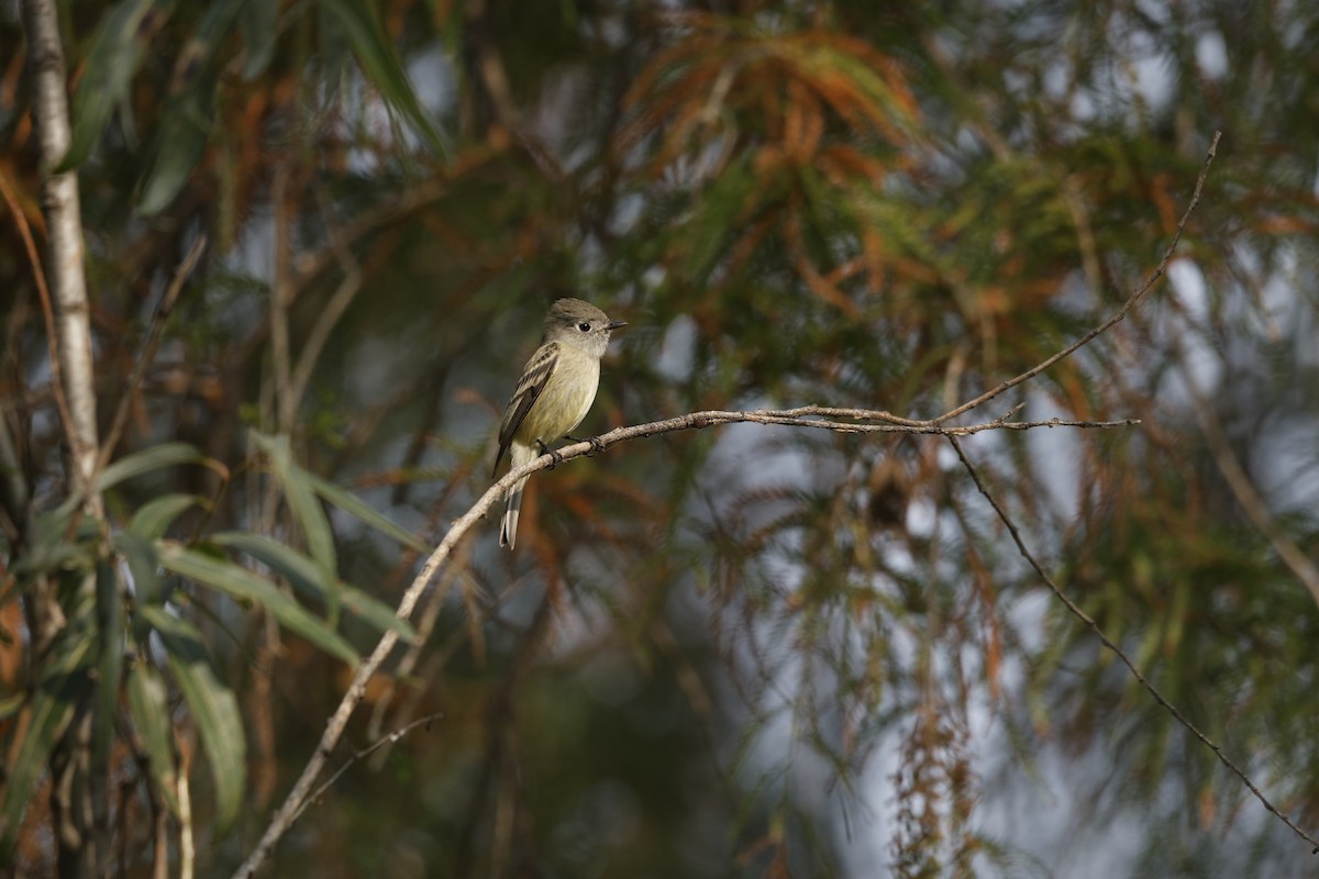 Hammond's Flycatcher - ML647712059