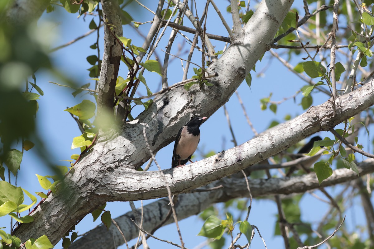 Rosy Starling - ML647712070